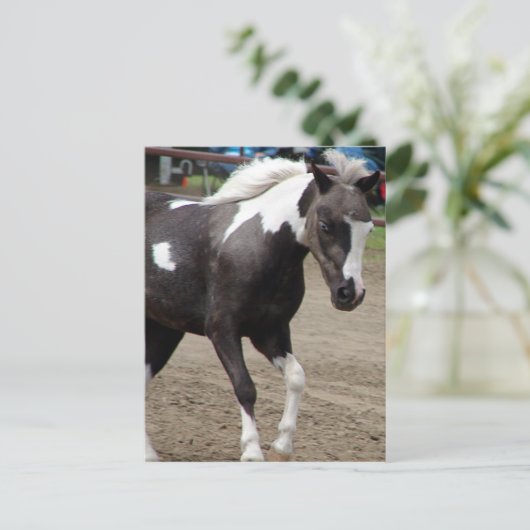 Pinto Mini Horse Briefkaart (Staand voorkant)