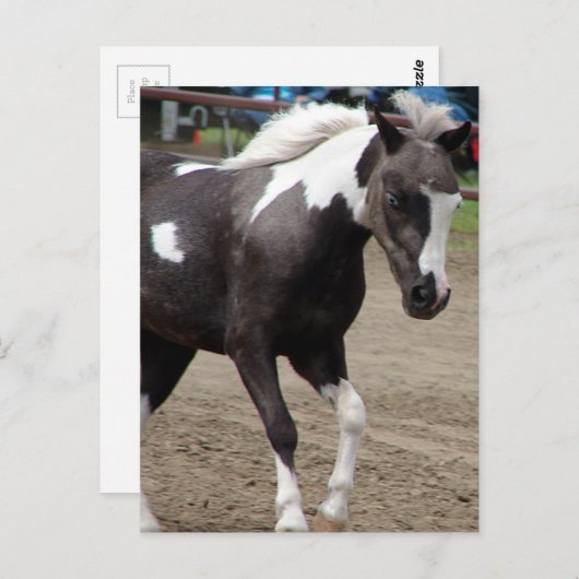 Pinto Mini Horse Briefkaart (Voorkant / Achterkant)