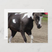 Pinto Mini Horse Liberty Class op de County Fair Briefkaart (Voorkant / Achterkant)