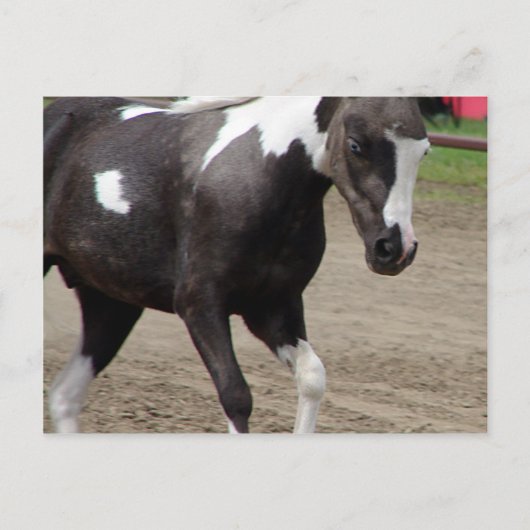 Pinto Mini Horse Liberty Class op de County Fair Briefkaart (Voorkant)