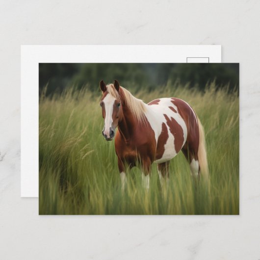 Pinto Mustang Paard in hoog gras Briefkaart (Voorkant / Achterkant)