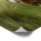 Pinto Mustang Paard in hoog gras Poster (Hoek)