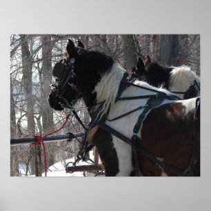 Pinto-ontwerpteam Poster