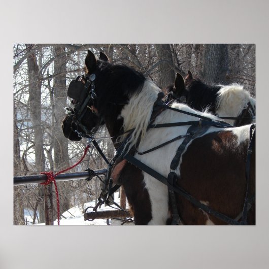 Pinto-ontwerpteam Poster (Voorkant)