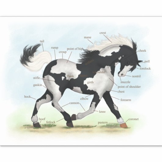 Pinto Overo Paard Educatieve Equine Anatomie Grafi Sticker (Voorkant)