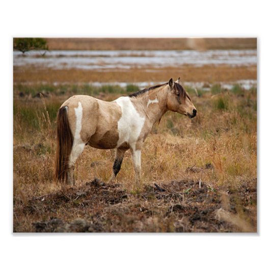 Pinto-paard Foto Afdruk (Voorkant)