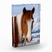Pinto paard Mount Moran in de winter Fotoblokken (Links)