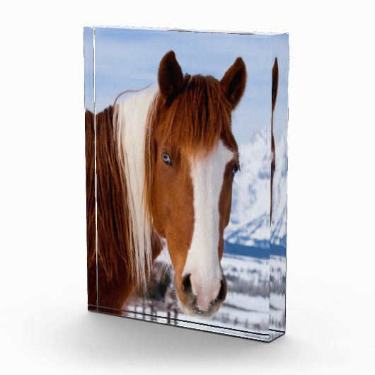 Pinto paard Mount Moran in de winter Fotoblokken (Rechts)