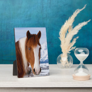 Pinto paard Mount Moran in de winter Fotoplaat