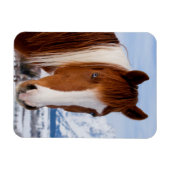 Pinto paard Mount Moran in de winter Magneet (Horizontaal)