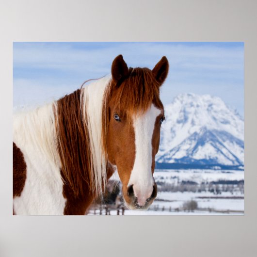 Pinto paard Mount Moran in de winter Poster (Voorkant)