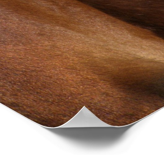 Pinto-paard Poster (Hoek)