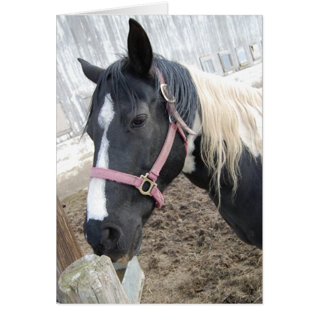 Pinto-paard verven (Voorkant)