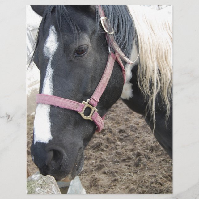 Pinto-paard verven (Voorkant)