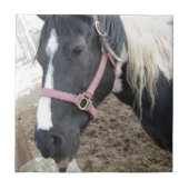 Pinto-paard verven tegeltje (Voorkant)