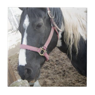 Pinto-paard verven tegeltje