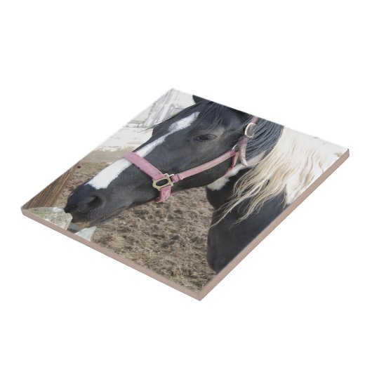 Pinto-paard verven tegeltje (Zijkant)