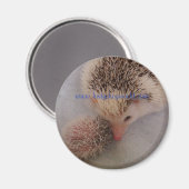 Pinto-paarmagneet Magneet (Voorkant / Achterkant)