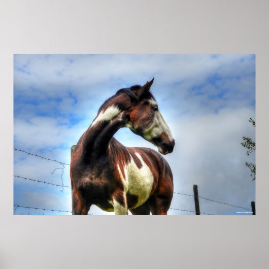 Pinto Paint & Clouds Ranch Horse Equine Photo Poster (Voorkant)