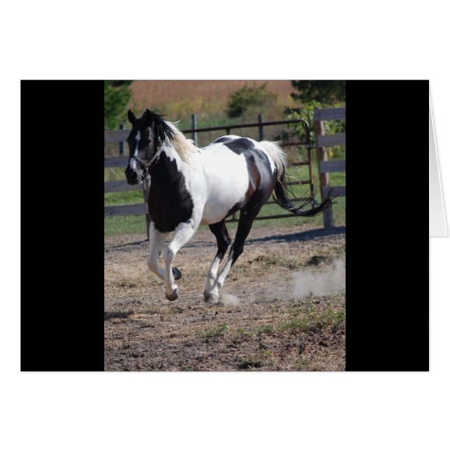 Pinto Paint Horse (Voorkant Horizontaal)