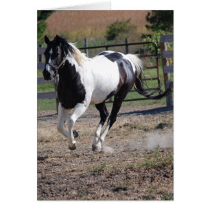 Pinto Paint Horse