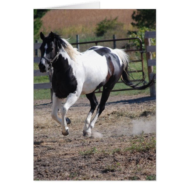 Pinto Paint Horse (Voorkant)