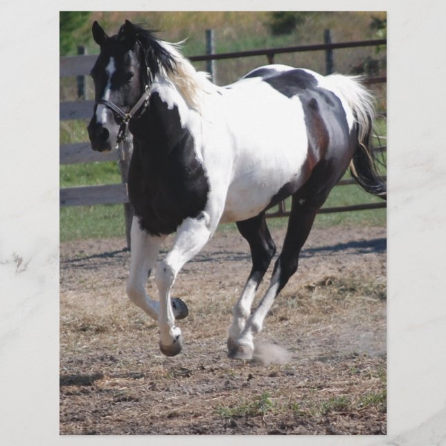 Pinto Paint Horse (Voorkant)