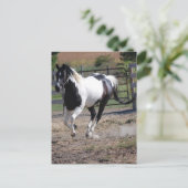 Pinto Paint Horse Briefkaart (Staand voorkant)