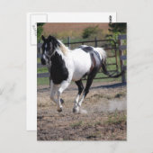 Pinto Paint Horse Briefkaart (Voorkant / Achterkant)