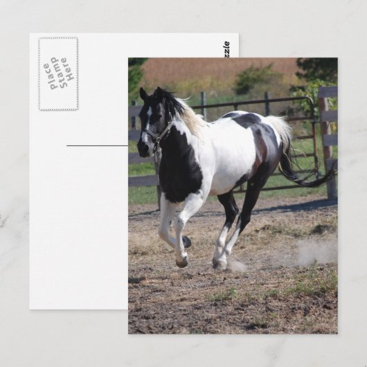 Pinto Paint Horse Briefkaart (Voorkant / Achterkant)