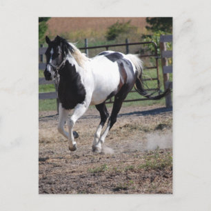 Pinto Paint Horse Briefkaart