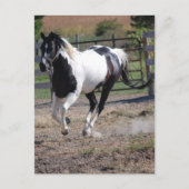 Pinto Paint Horse Briefkaart (Voorkant)