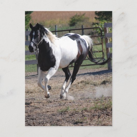 Pinto Paint Horse Briefkaart (Voorkant)