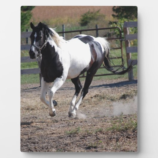 Pinto Paint Horse Fotoplaat (Voorkant)