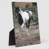 Pinto Paint Horse Fotoplaat (Zijkant)