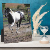 Pinto Paint Horse Fotoplaat (Zijkant)