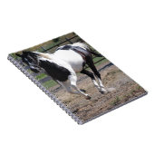 Pinto Paint Horse Notitieboek (Rechterzijde)