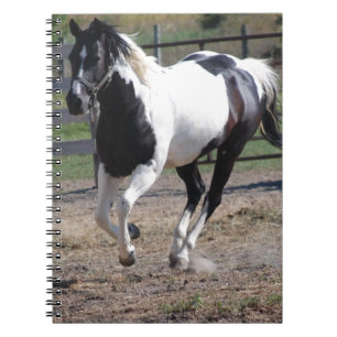 Pinto Paint Horse Notitieboek