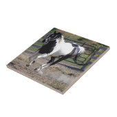 Pinto Paint Horse Tegeltje (Zijkant)
