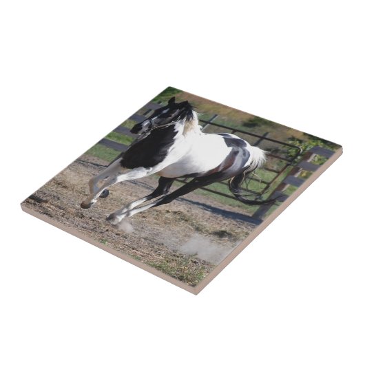 Pinto Paint Horse Tegeltje (Zijkant)