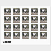 Pinto Paint Horse Vierkante Sticker (Vel)