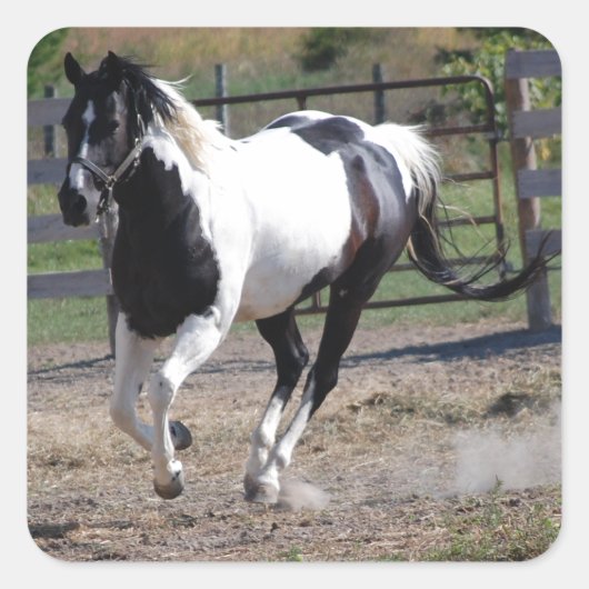 Pinto Paint Horse Vierkante Sticker (Voorkant)