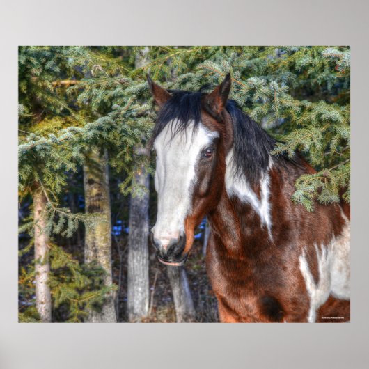 Pinto Paint Stallion & Evergreen Trees Poster (Voorkant)