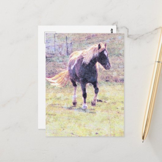 Pinto Pony Briefkaart (Voorkant / Achterkant in situ)