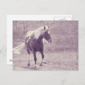 Pinto-Pony Briefkaart (Voorkant / Achterkant)
