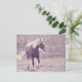 Pinto-Pony Briefkaart (Staand voorkant)