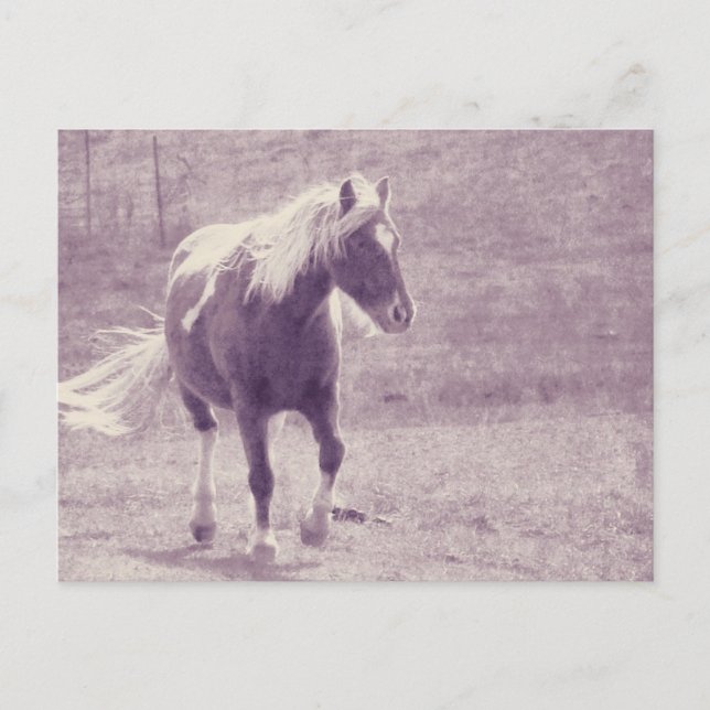 Pinto-Pony Briefkaart (Voorkant)