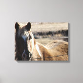 Pinto-Pony Canvas Afdruk (Voorkant)