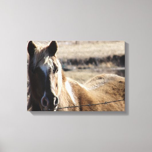 Pinto-Pony Canvas Afdruk (Voorkant)