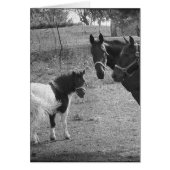 Pinto-Pony en paarden (Voorkant)